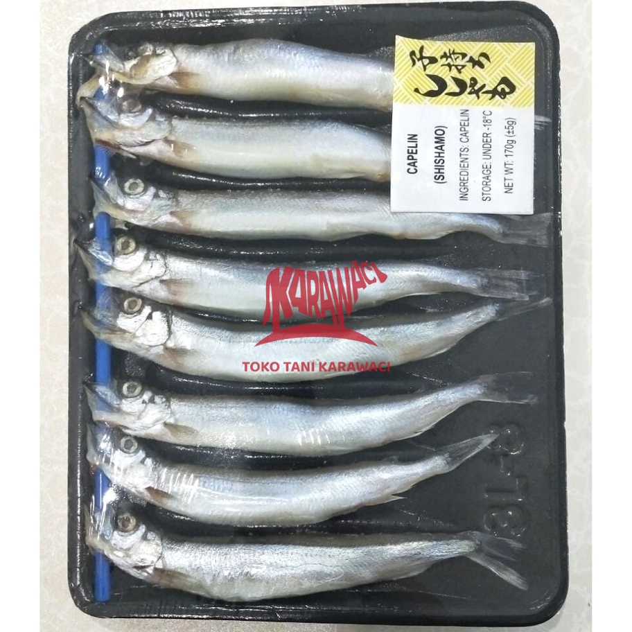 

MODEL LJV341 Ikan Capelin / Shisamo Fish - PREMIUM