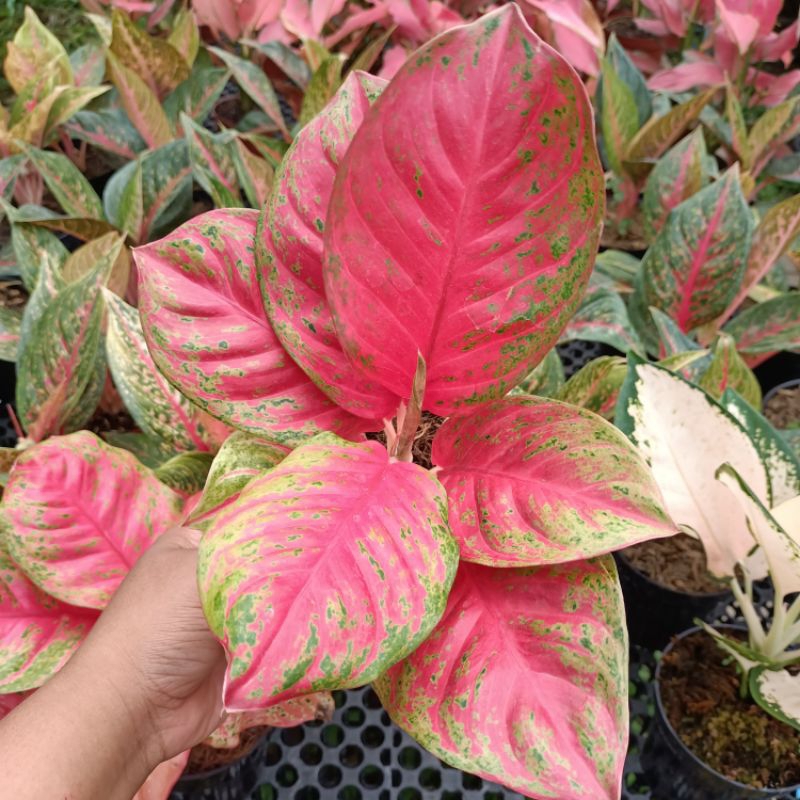 Aglonema Wulandari/Tanaman aglonema wulandari