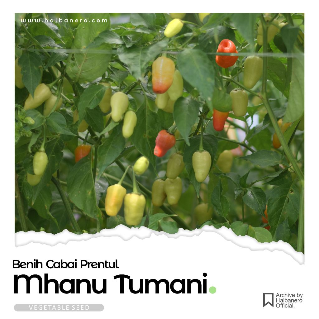 BENIH CABAI MHANU TM TUMANI HALBANERO