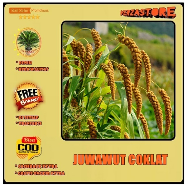 biji benih juwawut jawawut jewawut coklat / 100 biji