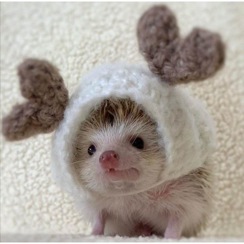 [BOOKED] wonyoung mainan