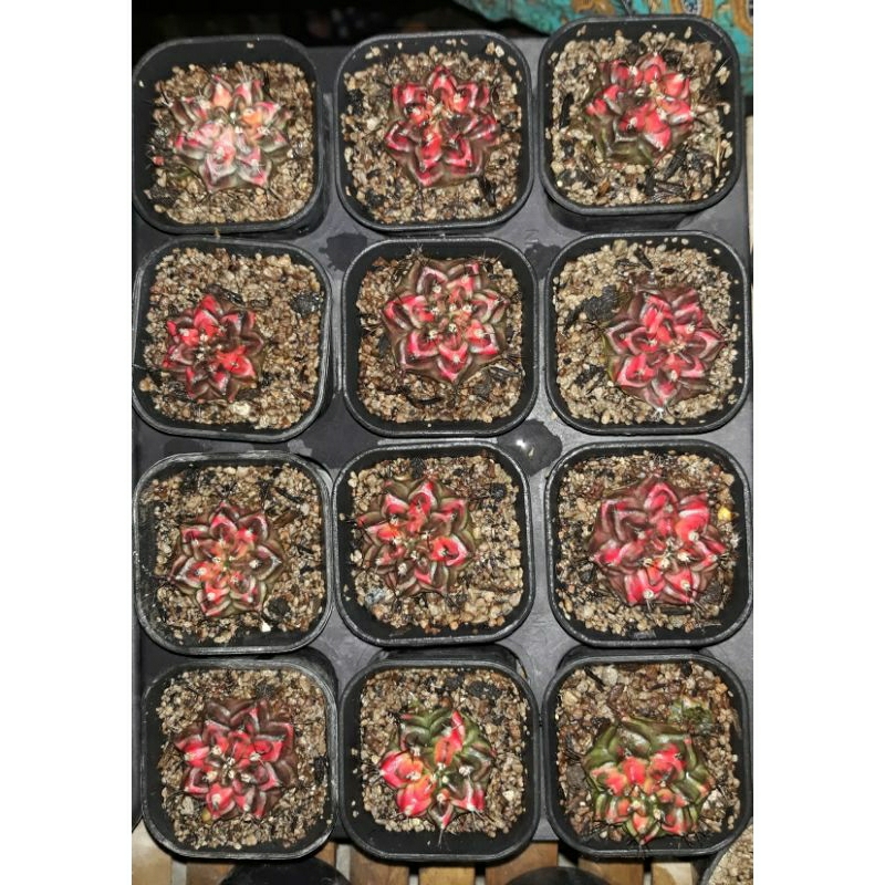 Gymnocalicium mihanovichi varigata T31115