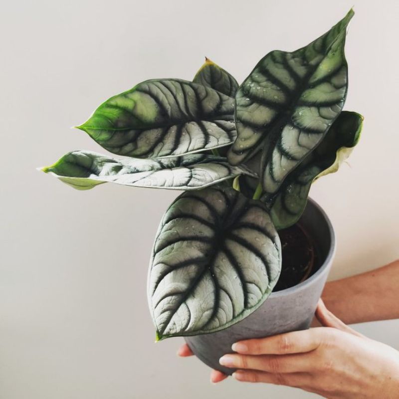 BONGGOL ALOCASIA DRAGON SILVER - KELADI TENGKORAK SILVER -TANAMAN HIAS KELADI TENGKORAK SILVER