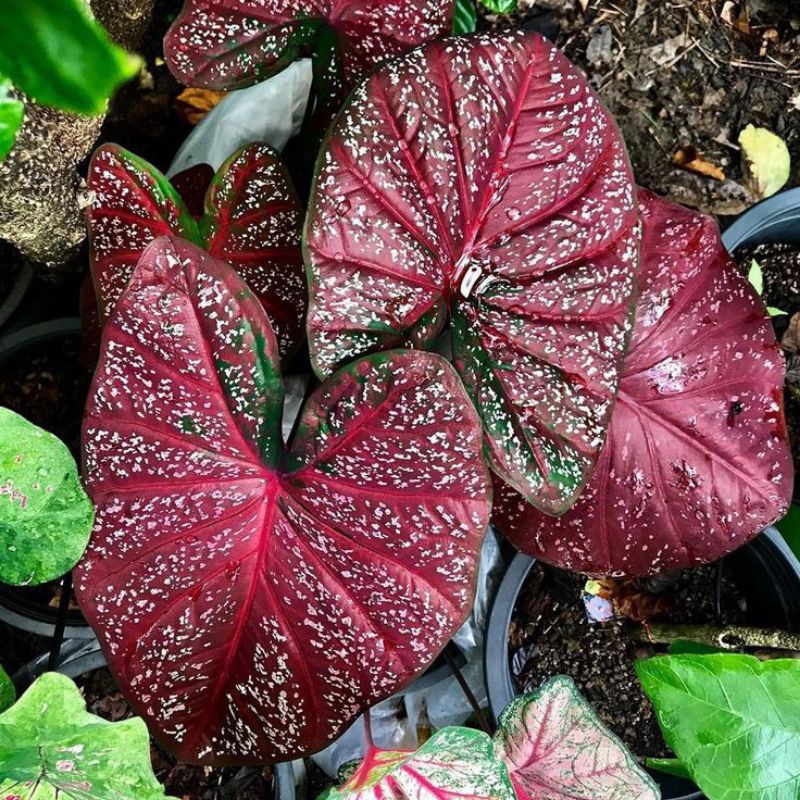 HOT SALE (pgh-770) keladi red dragon (hanya bonggol) beli 5 gratis 1