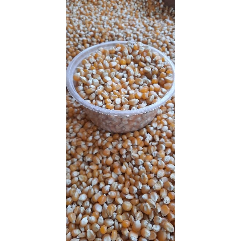

biji jagung popcorn jagung brondong 500gram