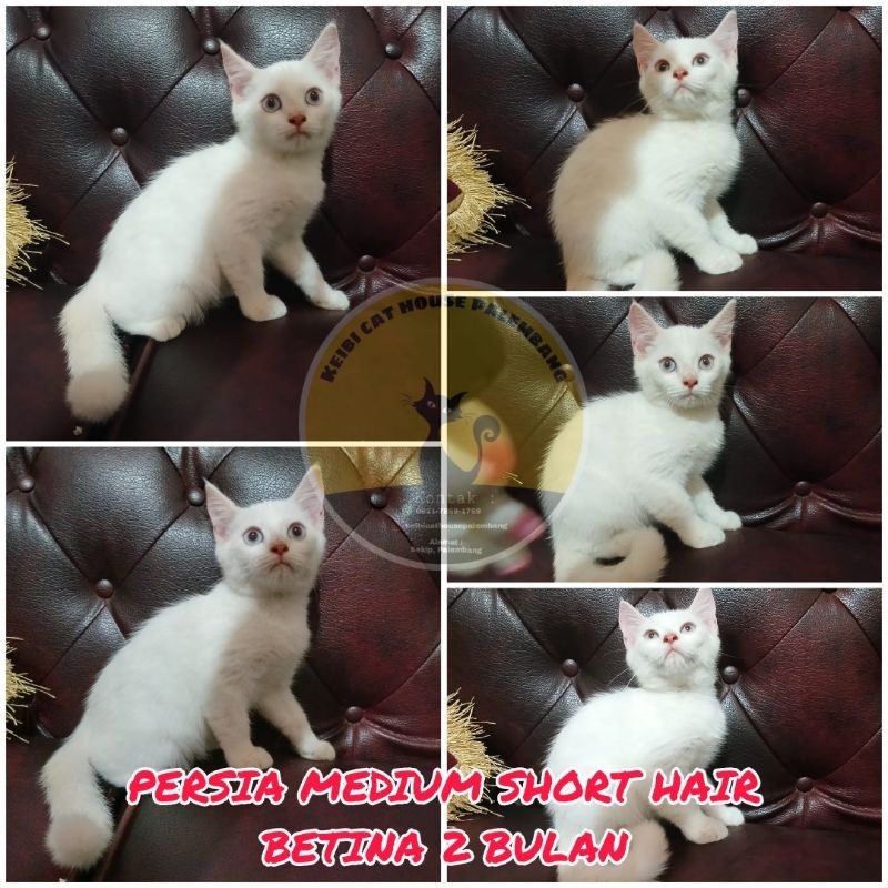 KUCING PERSIA KITTEN MEDIUM SHORT HAIR