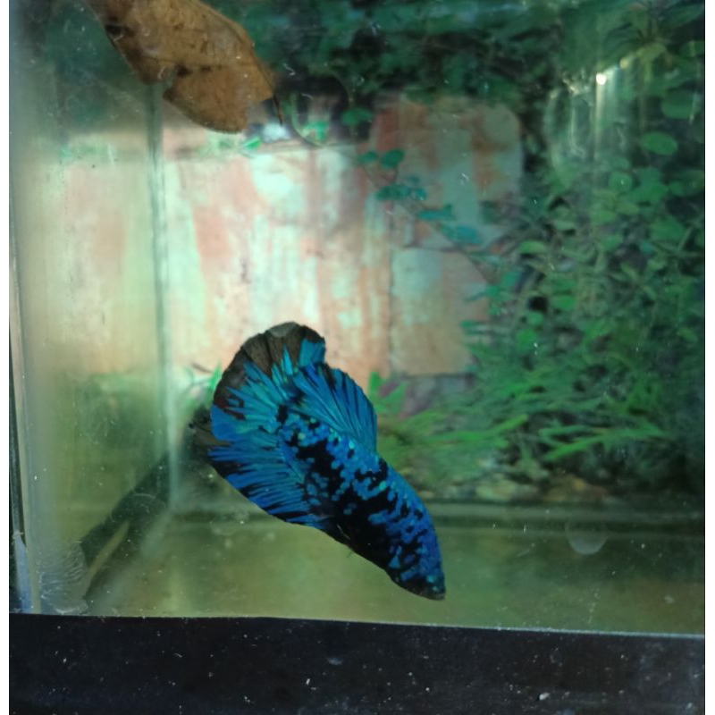 

cupang Avatar Gordon