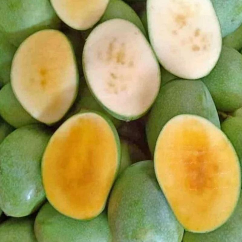 

JV MANGGA MANALAGI MASAK POHON MANIS TERMURAH1Kg GRATIS ONGKIR