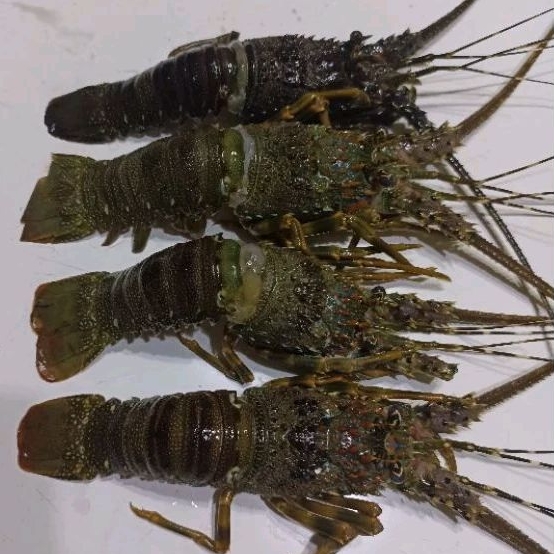 

Lobster Frozen / Udang Lobster Laut Frozen