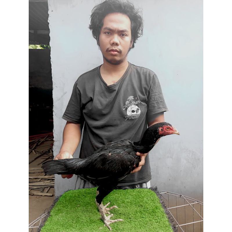 betina pakhoy rodbod + blackrose full brakot - babon pakhoy brakot brutal - bangkok klasik - pakhoy 