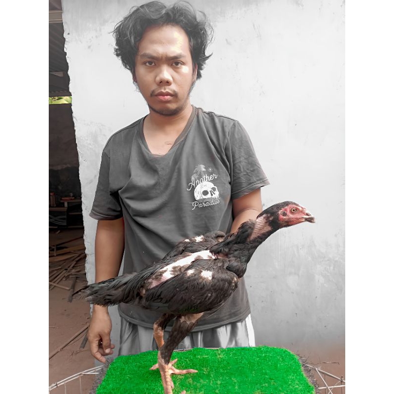 pakhoy hurricane x longdrum fongfa drumband style - pakhoy pukul drumband - pakhoy brakot brutal