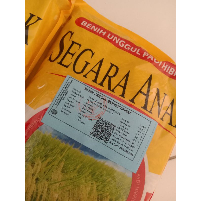 BENIH PADI HIBRIDA SEGARA ANAK|PADI HIBRIDA VARIETAS SEGARA ANAK