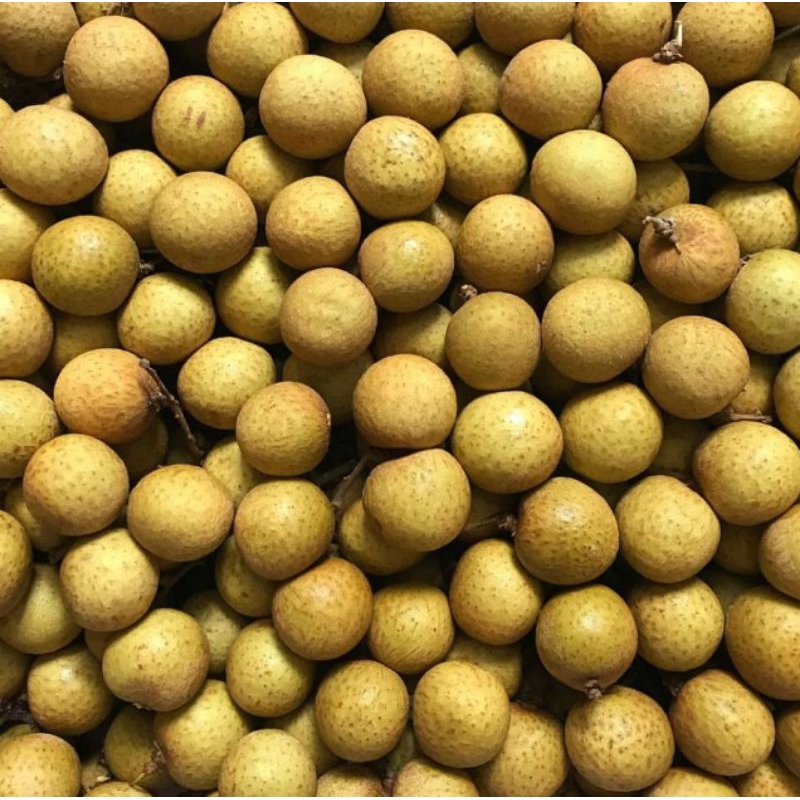 Lengkeng madu | lengkeng gold | lengkeng manis | lengkeng bandung | lengkeng madu bandung |