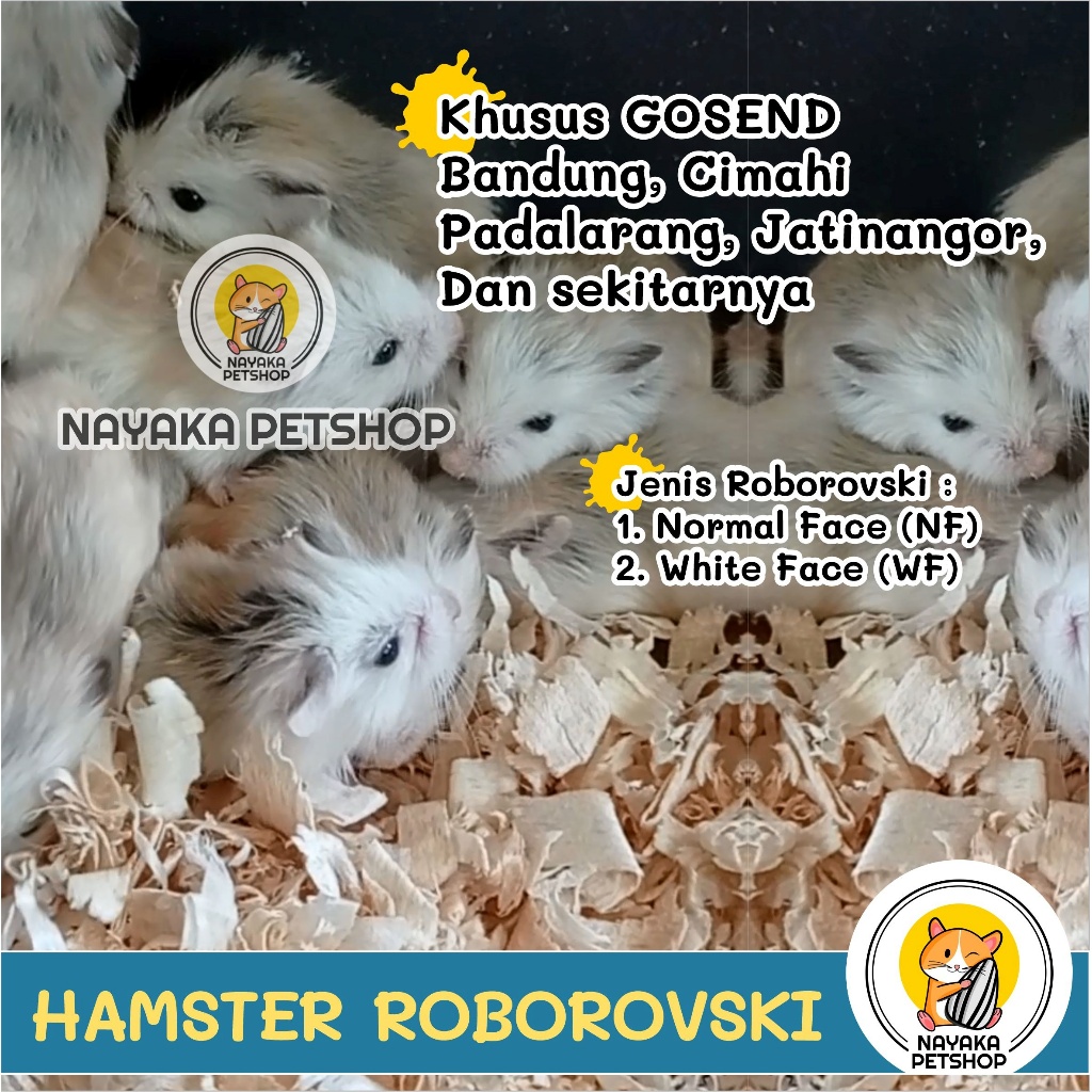 Hamster Robo Roborovski White Face WF Roborvsky Normal Face NF Anakan Hewan