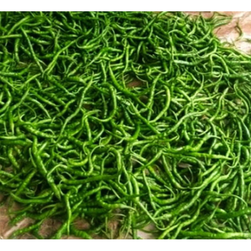 

Cabe Hijau Keriting 500 g