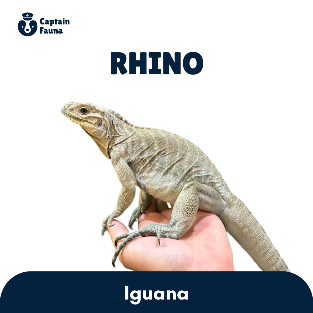 Rhino Iguana