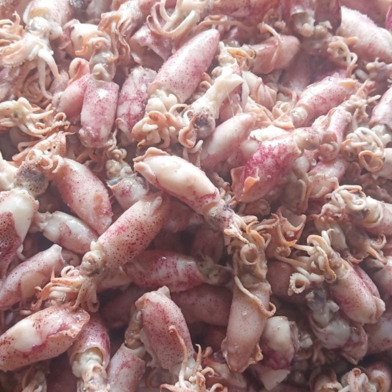 

[⌨T97\] Ikan asin cumi Beby 500gr 1sampai 4cm/cumi asin baby /rebus/basa/cumi asin baby [46]