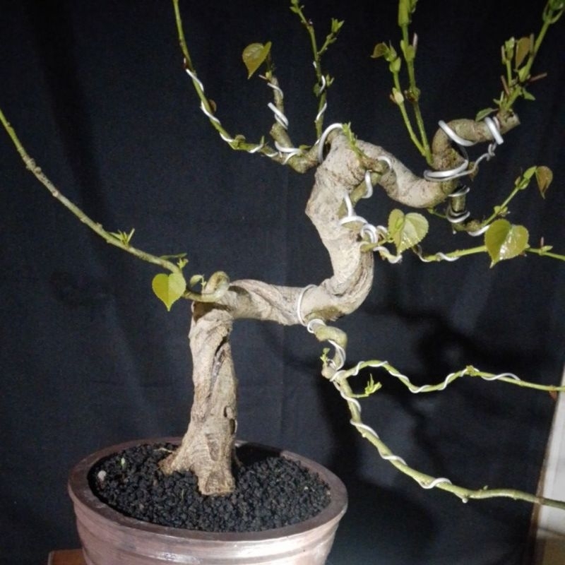 Bonsai Waru India
