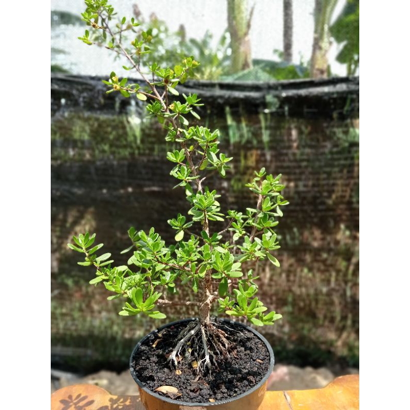 QA-28, BIBIT BONSAI SANTIGI MAWAR SEMAI BIJI