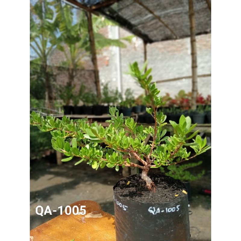 QA-1005, BIBIT BONSAI SANTIGI MAWAR SEMAI BIJI
