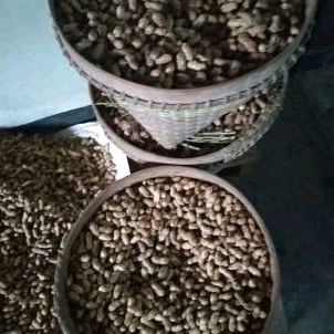 

KACANG KULIT MENTAH 500GRAM MURAH DAN DI JAMIN BAGUS