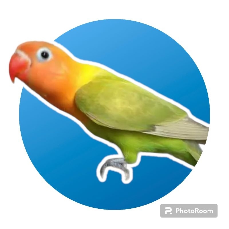 Lovebird pasjo (pastel hijau)