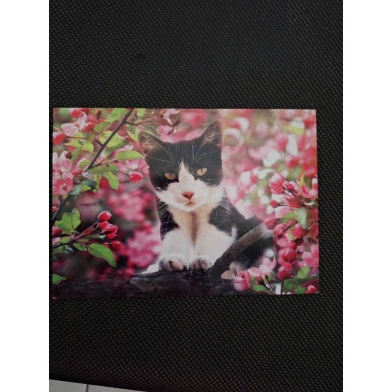 

kartu pos kucing/cat postcard