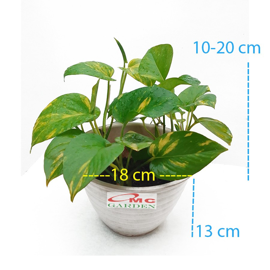 Sirih Gading Hijau Kuning Tanaman Air Sri Gading Varigata Golden 1 Pot