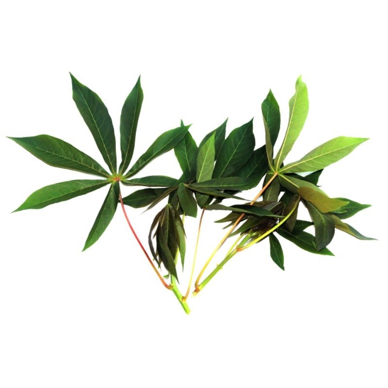 Daun Singkong muda