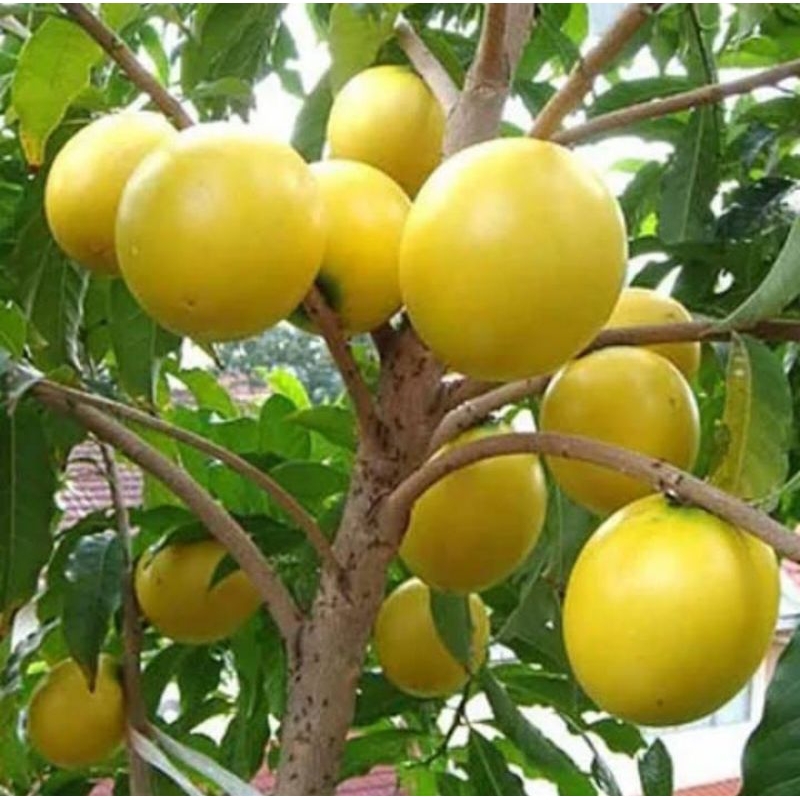 bibit buah sawo abiu Australia jumbo