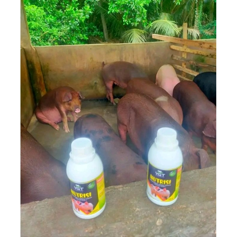 VGT NUTRISI PENGGEMUK BABI PILIHAN
