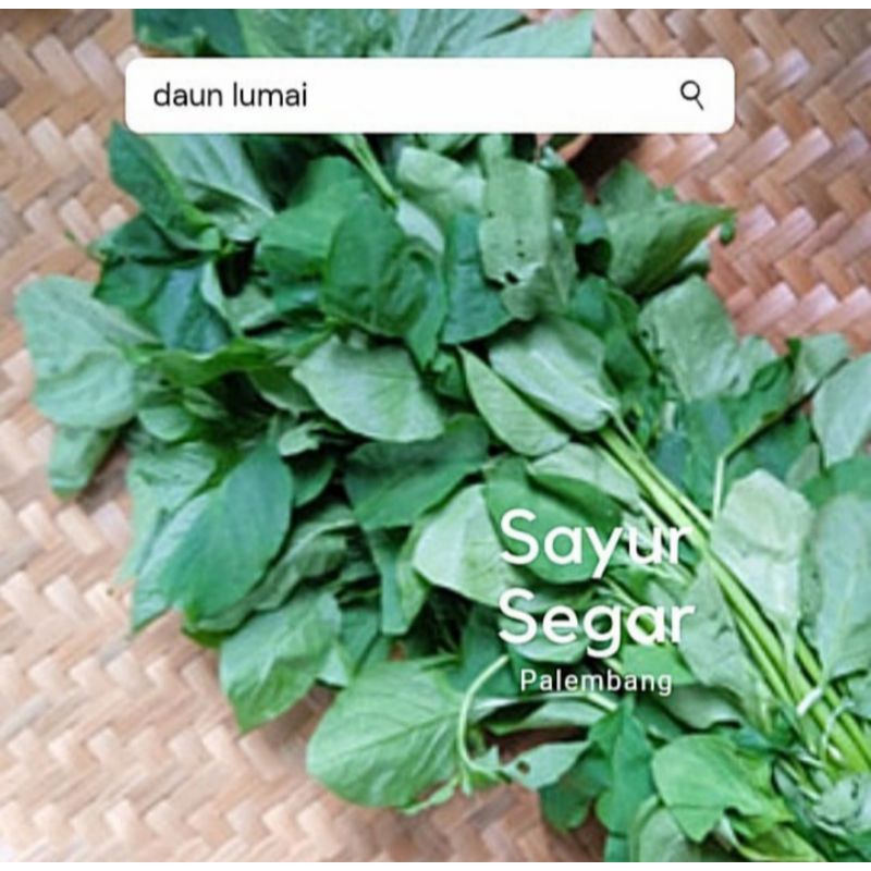 

Daun Lumai per Ikat Sayur Segar Palembang