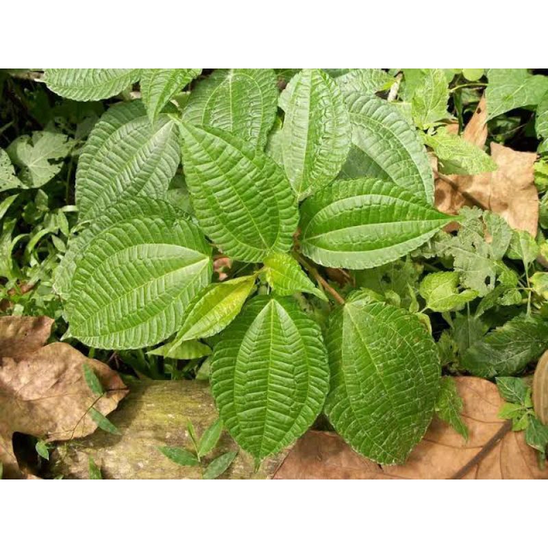 

daun pohpohan berakar/lalapan pohpohan/bibit pohpohan berakar/1tanaman_promo beli 5 gratis 1tanaman