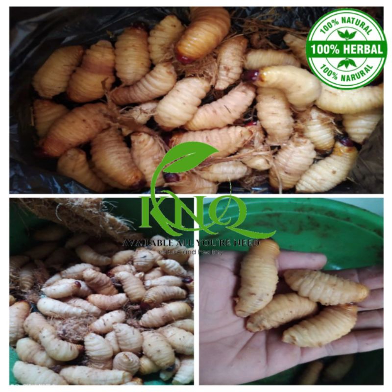 ulat sagu ulat gendon asli hidup