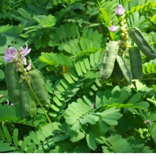 

Daun saga segar / Daun sogo segar / Daun sege herbal kesehatan tubuh