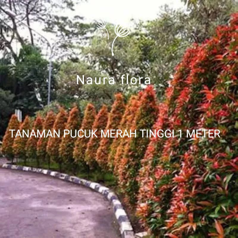 Tanaman pucuk merah Tinggi 1 meter