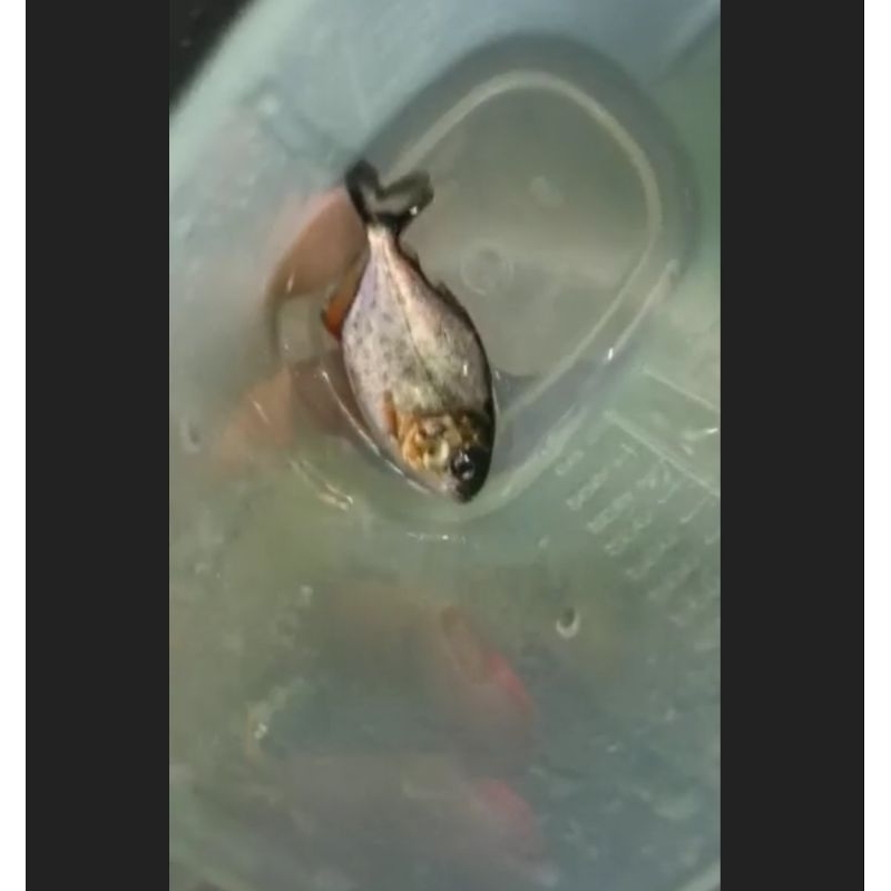 hiasan piranha rbp ±5cm
