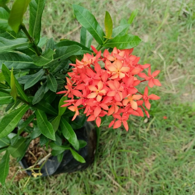 Bunga Asoka/Bunga asoka Lokal/Asoka merah