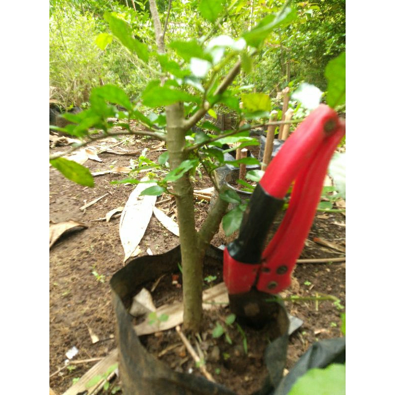 bahan bonsai serut