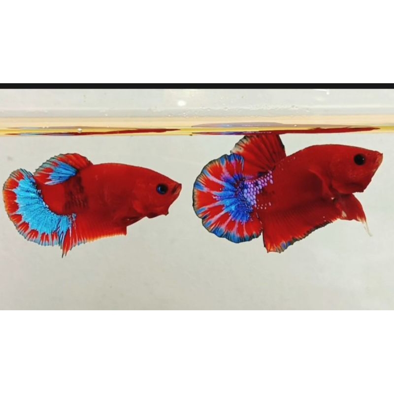 Sepasang Hellboy Blue Tail - C Tail