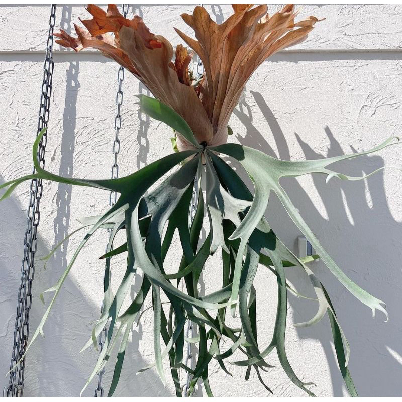 Tanaman Hias Tanduk Rusa Jumbo/ Platycerium Willinckii/Simbar Menjangan Jumbo