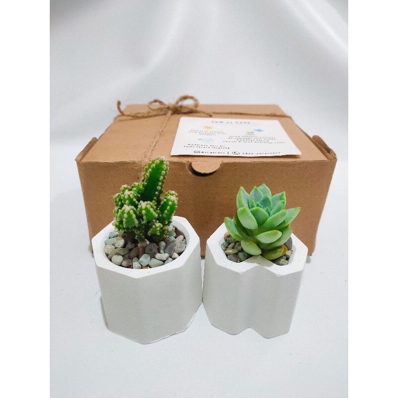 Gift box planting kit kaktus dan sukulen