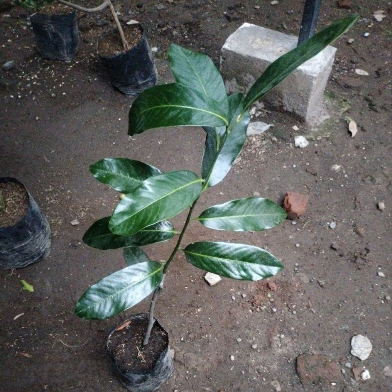 bibit black sapote tinggi 95 cm
