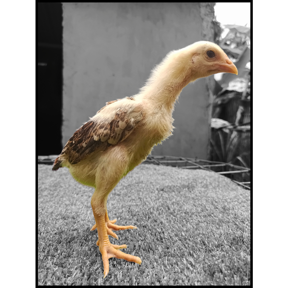 anakan pakhoy usia 2bulan