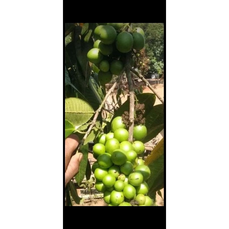 

Buah Gandaria / Jatake 500gram
