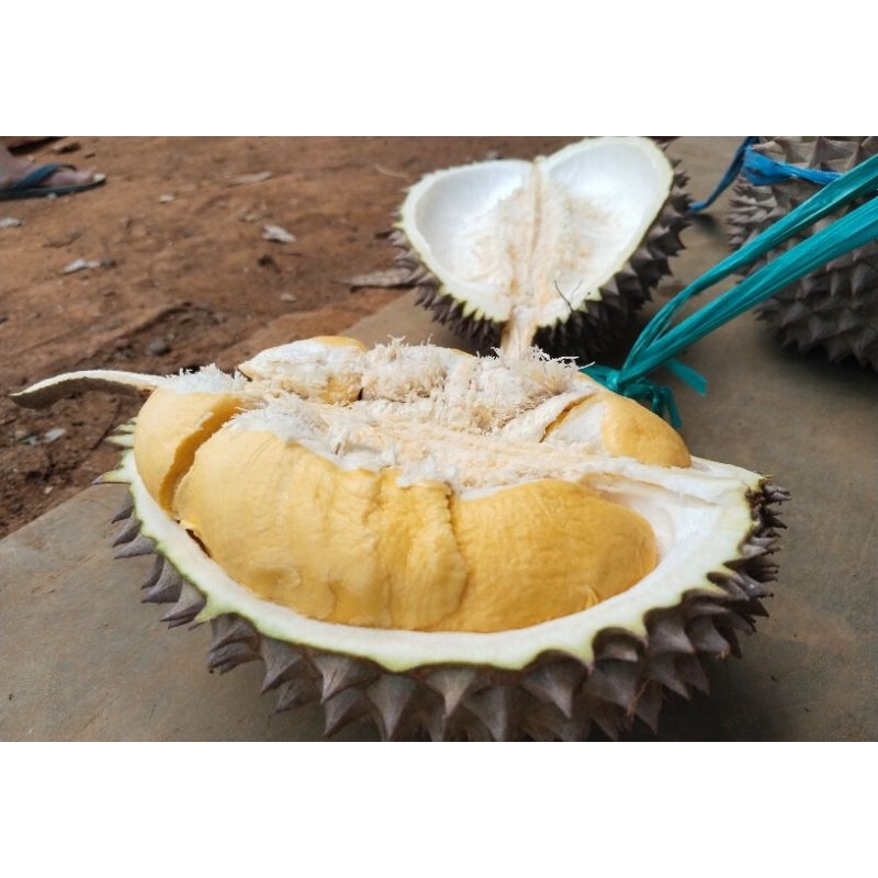 

durian bawor banyumas butiran