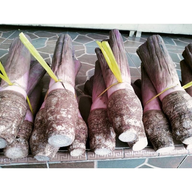 

Buah Talas Keju Bogor 2 Buah Ukuran [ Kecil, Sedang ]