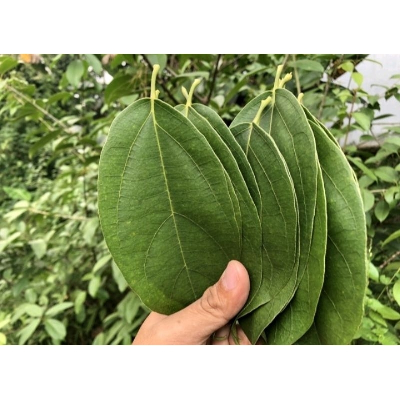 

daun cincau hijau/ kipanas 250 gram fress herbal