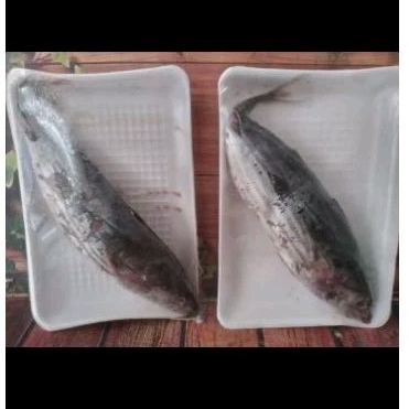

ikan cakalang/ekor