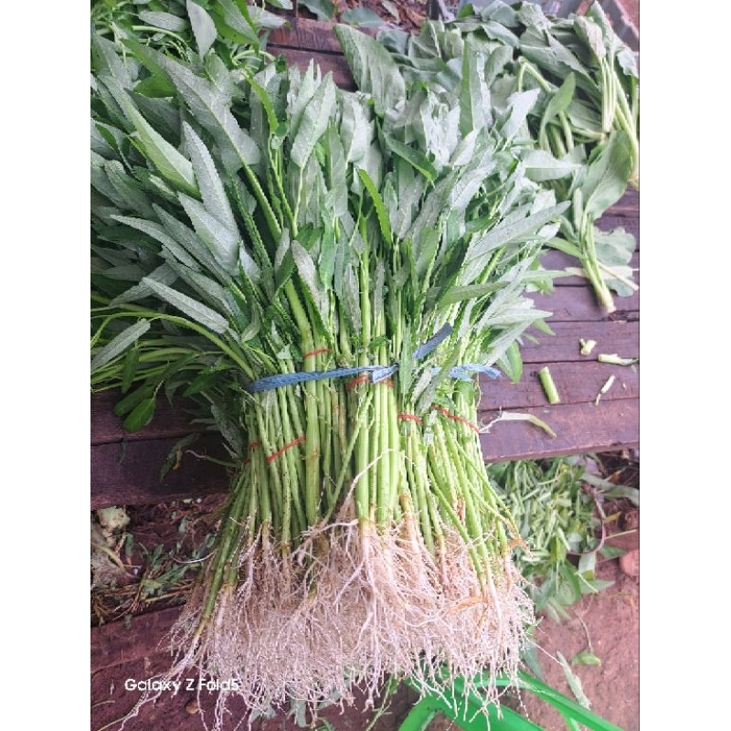 

Kangkung